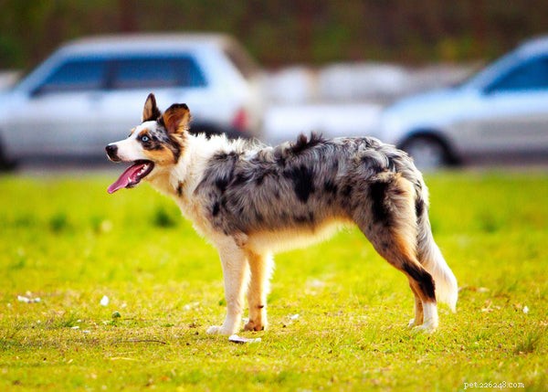 Här är de fem längst levande hundraserna