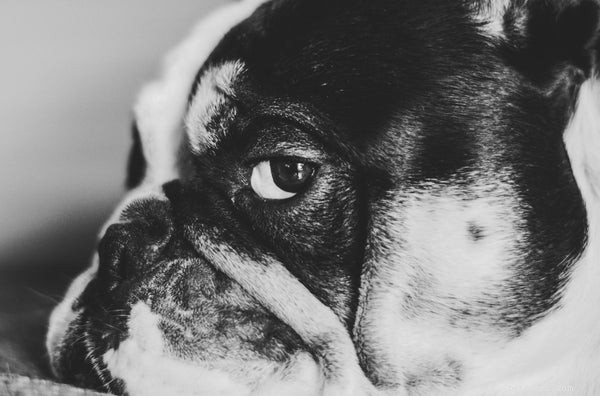 Problemi di salute del Bulldog più importanti da conoscere