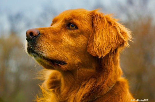 Příznaky dobrého zdraví u psů