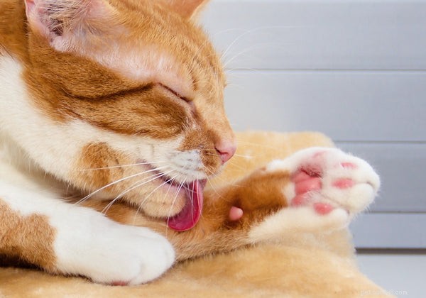 전인 치료:알아야 할 5가지 고양이 건강 대안