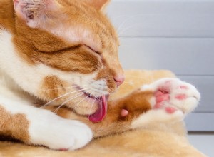 Soins holistiques :5 alternatives pour la santé des chats que vous devez connaître