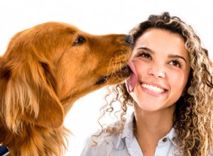 Три простых трюка с собакой, которым вы обязательно должны научить своего питомца