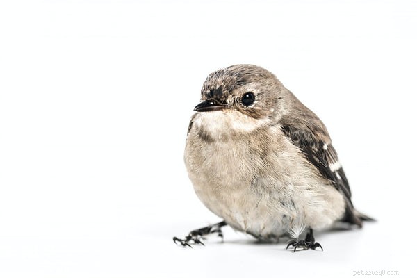 鳥の寿命を延ばす：知っておくべき3つのヒント 