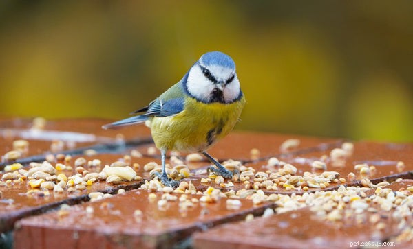 Öka dina fåglars livslängd:3 tips du behöver veta