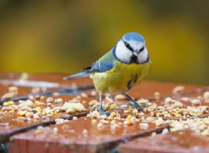 Öka dina fåglars livslängd:3 tips du behöver veta