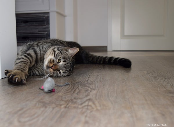 고양이와 놀기:당신이 해야 하는 세 가지 이유