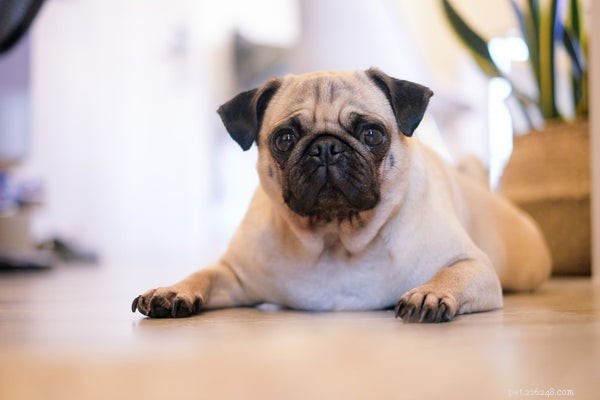Heupdysplasie bij honden:alles wat u moet weten