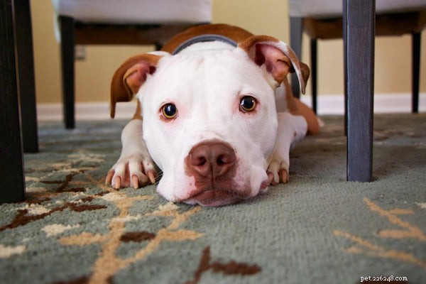 Displasia da anca canina:tudo o que precisa de saber