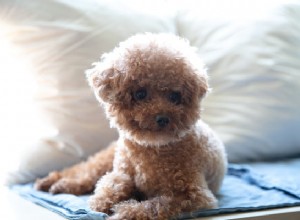 Дисплазия тазобедренного сустава у собак:все, что вам нужно знать