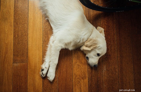 Dysplasie de la hanche canine :tout ce que vous devez savoir