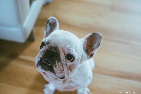 Hundallergier:Ta reda på nu om ditt husdjur har dem