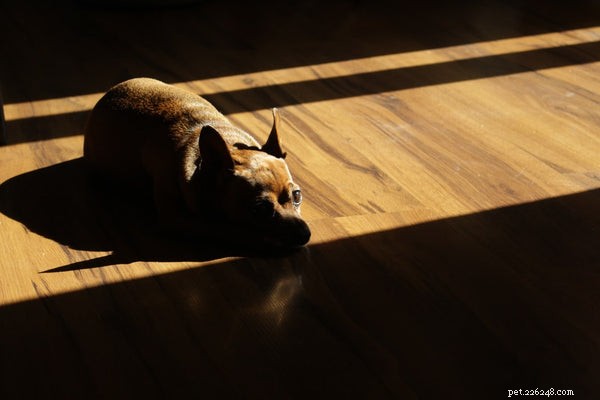 Heupdysplasie bij honden:alles wat u moet weten