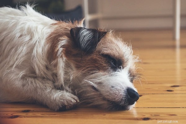 Hundallergier:Ta reda på nu om ditt husdjur har dem