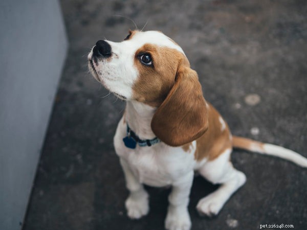 Beagle-gezondheidsproblemen opsporen