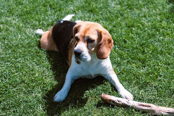 Beagle-gezondheidsproblemen opsporen