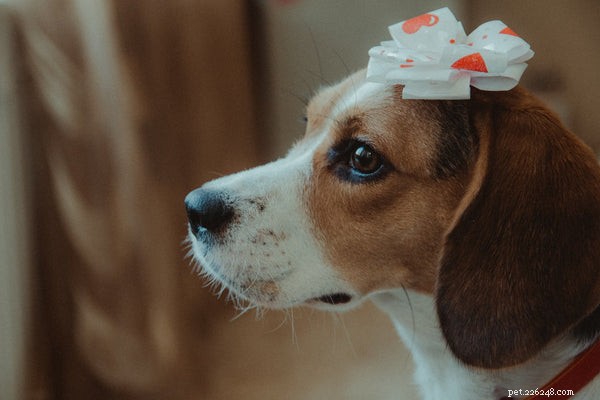 Como identificar problemas de saúde do Beagle