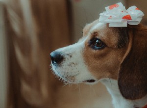 Como identificar problemas de saúde do Beagle