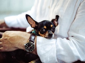 Är Chihuahuas bra husdjur?