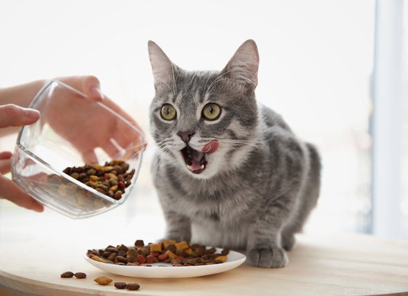 Долголетие кошки:лучшие способы помочь вашей кошке прожить дольше
