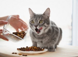 Cat Longevity:Bästa sätten att hjälpa din katt att leva längre