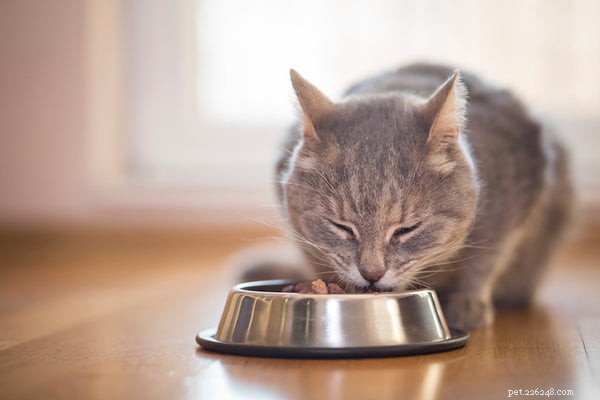 Longevidade do gato:melhores maneiras de ajudar seu gato a viver mais