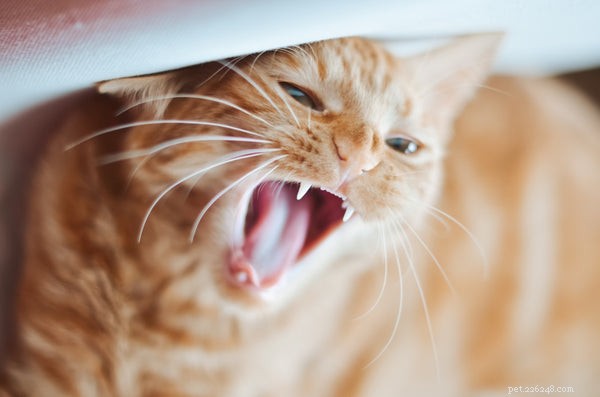 Dlouhověkost kočky:Nejlepší způsoby, jak pomoci vaší kočce žít déle