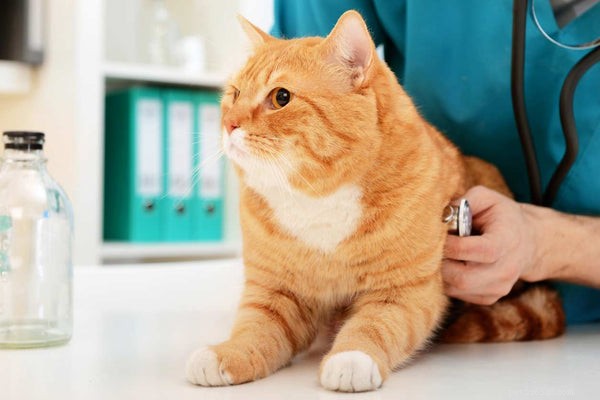 Levensduur van katten:de beste manieren om uw kat langer te laten leven