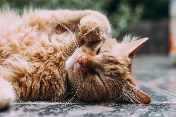 Могут ли кошки болеть аллергией? Что нужно знать владельцу