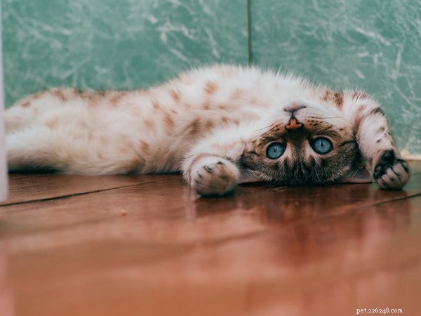 Могут ли кошки болеть аллергией? Что нужно знать владельцу