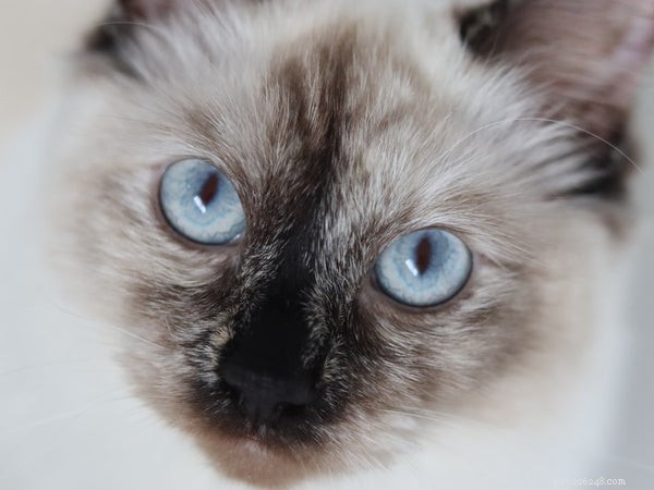 Should I Adopt Ragdoll Kittens:The Official Guide