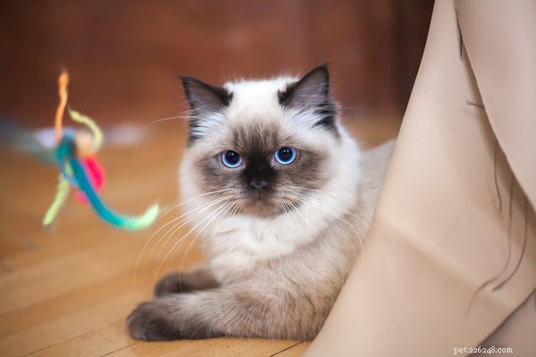 Dovrei adottare i gattini Ragdoll:la guida ufficiale
