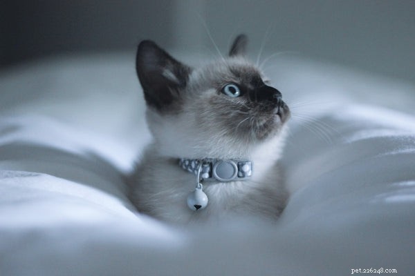 Devo adotar Ragdoll Kittens:O Guia Oficial