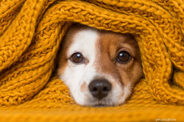 Coronavirus bij honden:kunnen ze het krijgen?