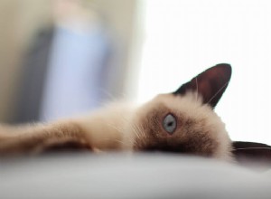 Oficiální průvodce adopcí siamských koťat