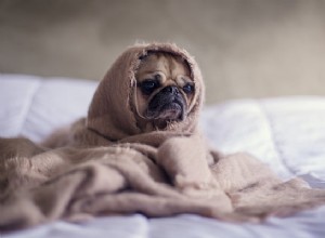 Coronavirus hos hundar:kan de få det?