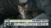 Jsou kočky Munchkin hypoalergenní:Co potřebujete vědět