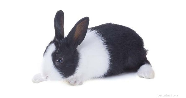 Adopce holandského králíka:Měli byste to udělat?