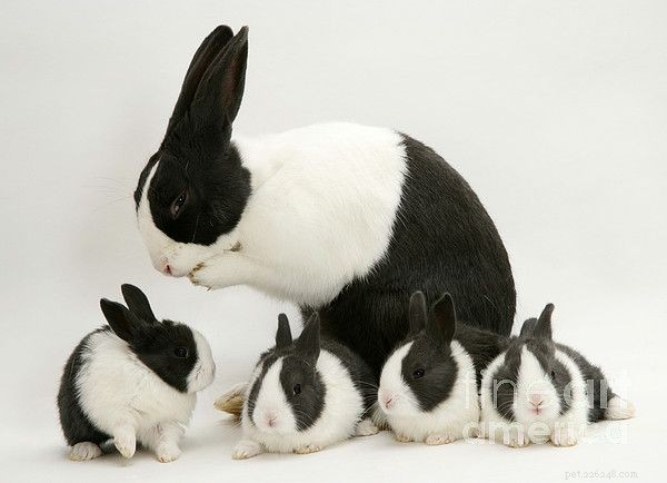 Adoption d un lapin hollandais :devriez-vous le faire ?