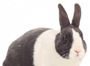 Adoption d un lapin hollandais :devriez-vous le faire ?