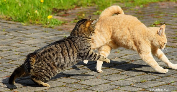 Il tuo gatto stava litigando? Prova questi 3 trattamenti olistici