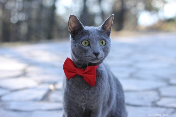 Cosa devi sapere sui gattini blu di Russia