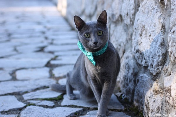 Ce que vous devez savoir sur les chatons bleus russes