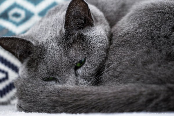 Ce que vous devez savoir sur les chatons bleus russes