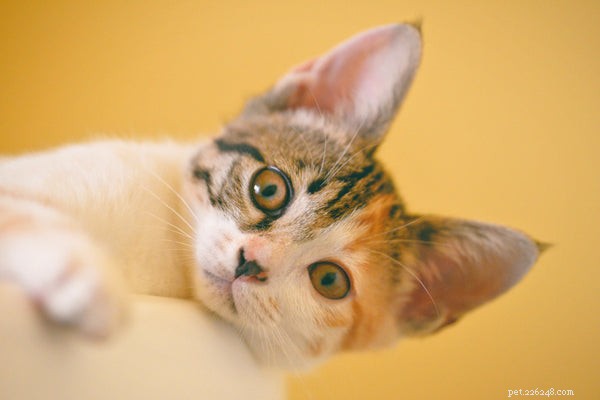 Kattenhygiëne:dingen die u moet weten