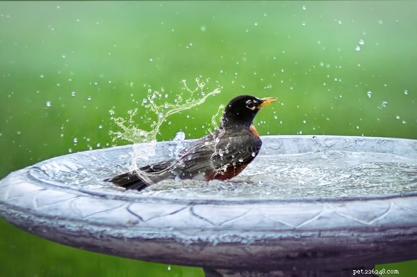 Cinq conseils d hygiène des oiseaux que vous devez connaître