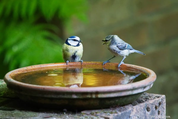5 tipů na hygienu ptáků, které potřebujete vědět