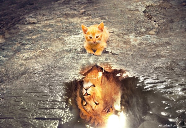Kan katter simma? Se svaret du behöver veta