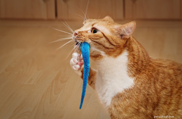 Hier zijn 3 geweldige Pet Tech-speeltjes voor je lieve kat