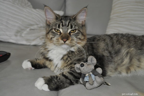 Aqui estão 3 brinquedos tecnológicos para animais de estimação incríveis para seu adorável gato