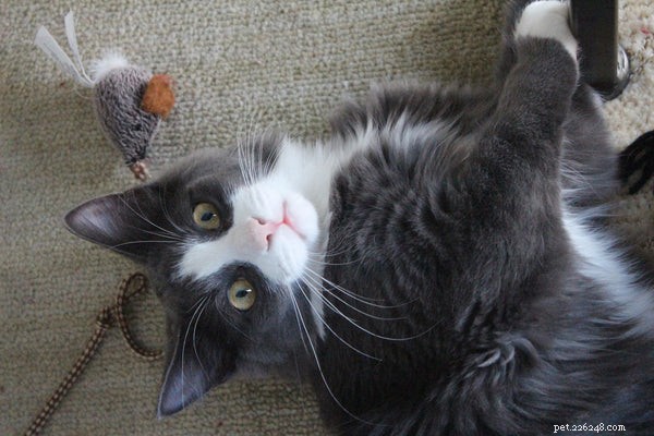Zde jsou 3 úžasné technické hračky pro domácí mazlíčky pro vaši milou kočku